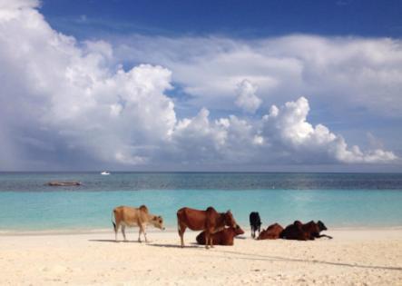 Bed & Breakfast Ebony & Ivory Beach